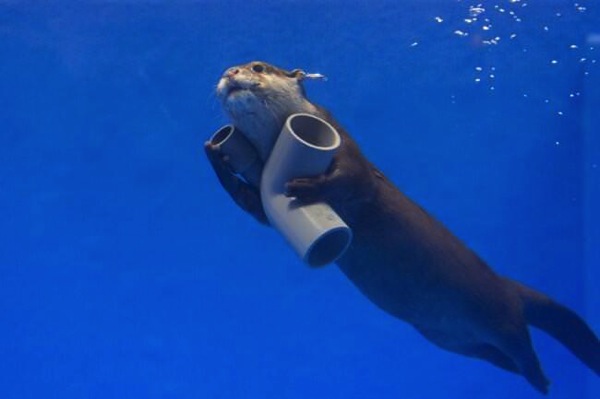 otter.jpg