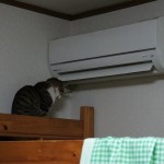cat-warming-up.jpg