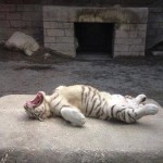 sleeping-tiger.jpg