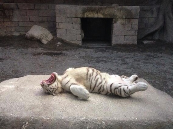 大胆な寝相 仰向けに寝る 東武動物公園のホワイトタイガーが話題に ゴリミー