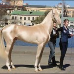 worlds-most-beautiful-horse.jpg