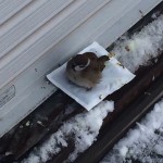 sparrow-getting-warmth.jpg