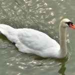 white-swan.jpg