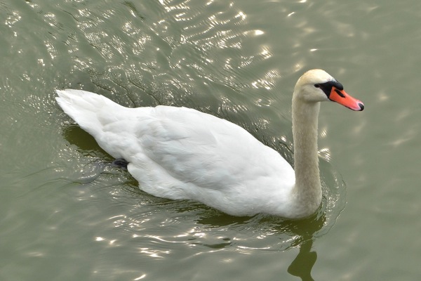 white-swan.jpg