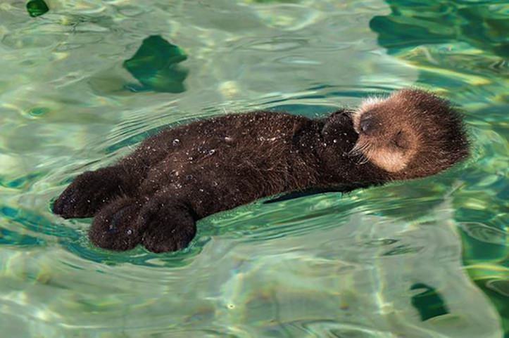 cute-baby-otter-1.jpg