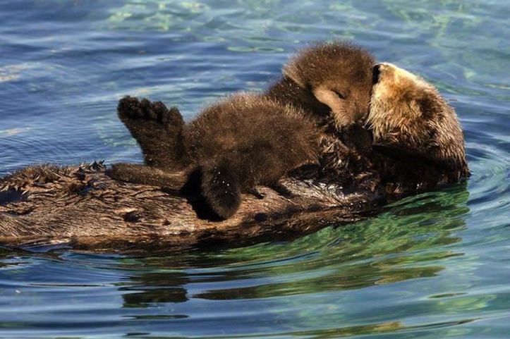 cute-baby-otter-2.jpg