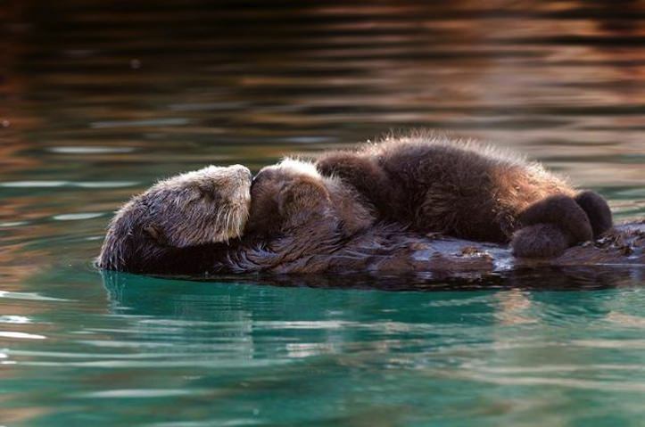cute-baby-otter-3.jpg