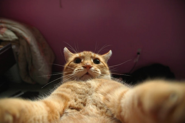 Cat-Selfies-1.jpg