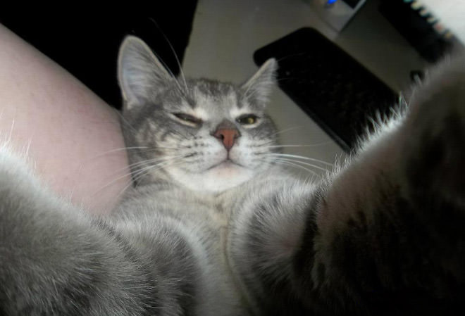 Cat-Selfies-10.jpg