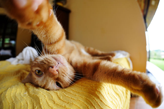 Cat-Selfies-12.jpg