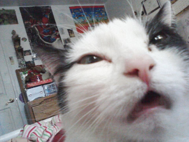 Cat-Selfies-13.jpg