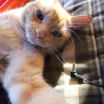 Cat-Selfies-15.jpg