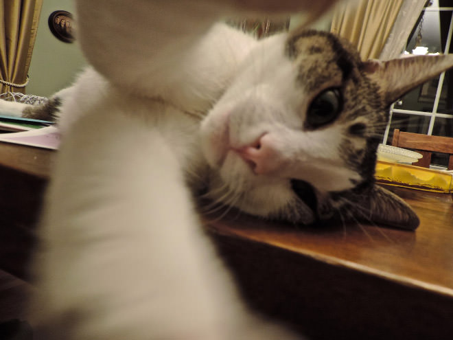 Cat-Selfies-16.jpg