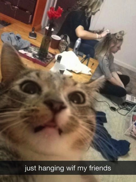 Cat-Selfies-18.jpg