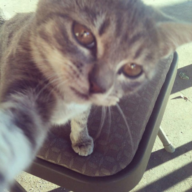 Cat-Selfies-3.jpg