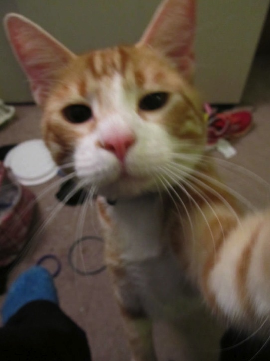 Cat-Selfies-4.jpg