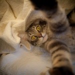 Cat-Selfies-5.jpg