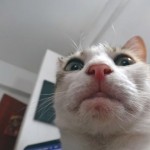 Cat-Selfies-6.jpg
