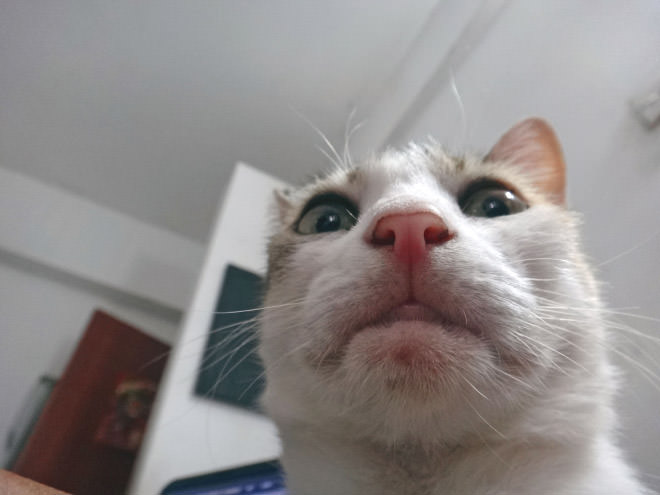 Cat-Selfies-6.jpg