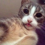 Cat-Selfies-7.jpg