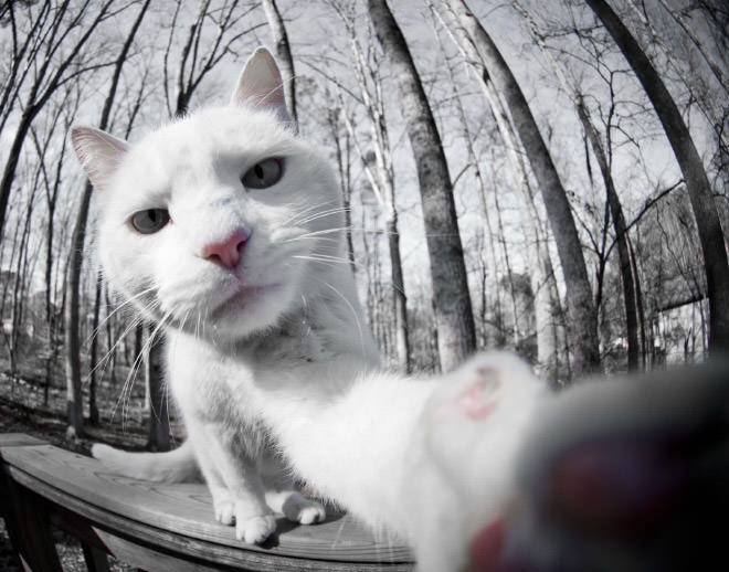 Cat-Selfies-8.jpg