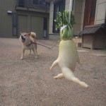 funny-vegetables-9.jpg