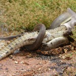 python-eats-crocodile-1.jpg