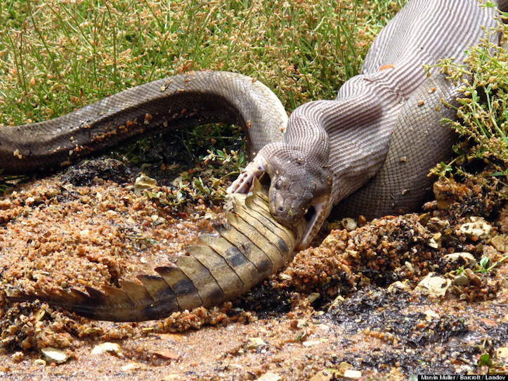 python-eats-crocodile-2.jpg