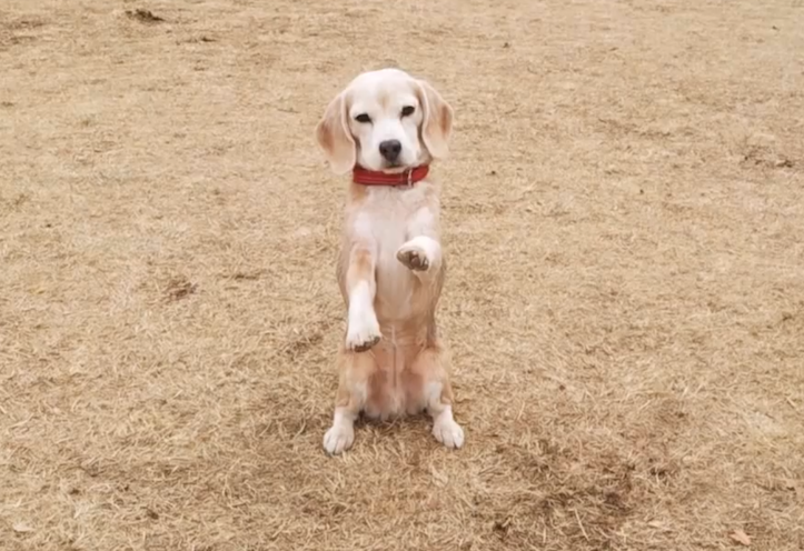 beagle-catches-ball-2
