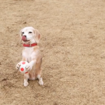 beagle-catches-ball-3