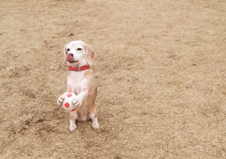 beagle-catches-ball-3