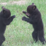 bear-cubs-fighting-1.png