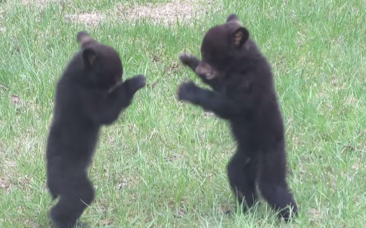 bear-cubs-fighting-1.png