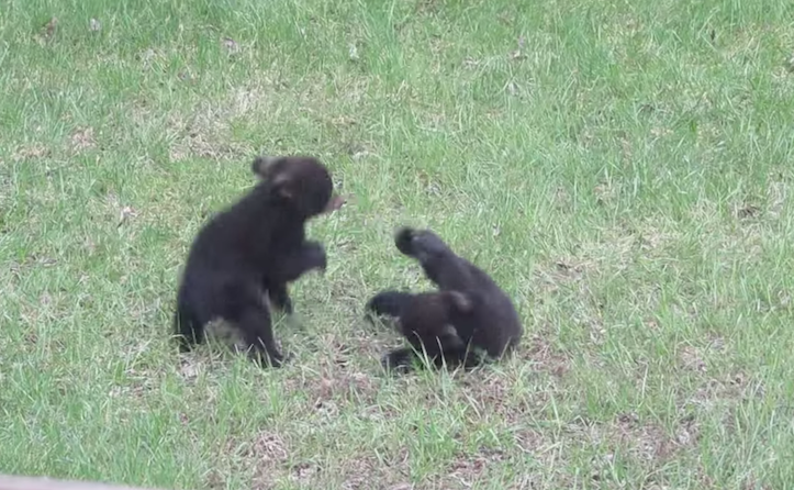 bear-cubs-fighting-2.png
