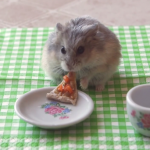 hamster-eating-pizza-2.png