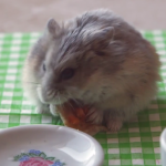 hamster-eating-pizza-3.png