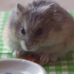 hamster-eating-pizza-4.png