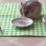 hamster-eating-pizza-5.png