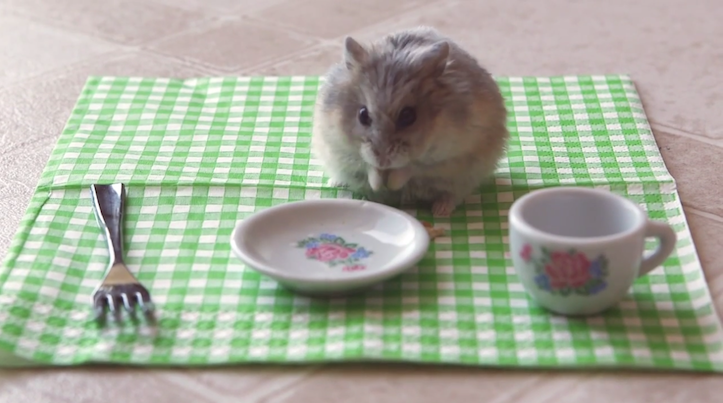 hamster-eating-pizza-6.png