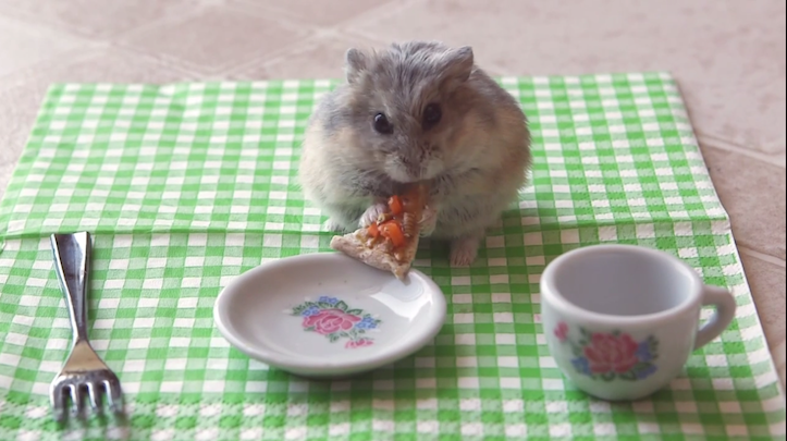 hamster-eating-pizza.png