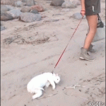 people-who-should-stay-away-from-the-beach-17.gif