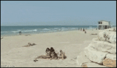 people-who-should-stay-away-from-the-beach-9.gif