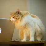 cat-and-mac.jpg