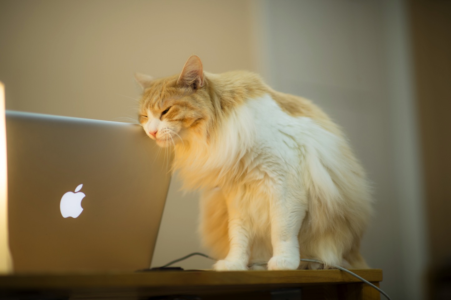 cat-and-mac.jpg