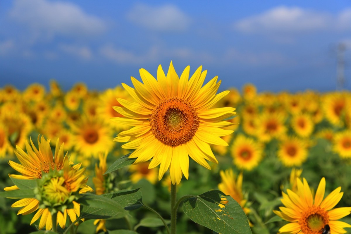 sunflowers.jpg