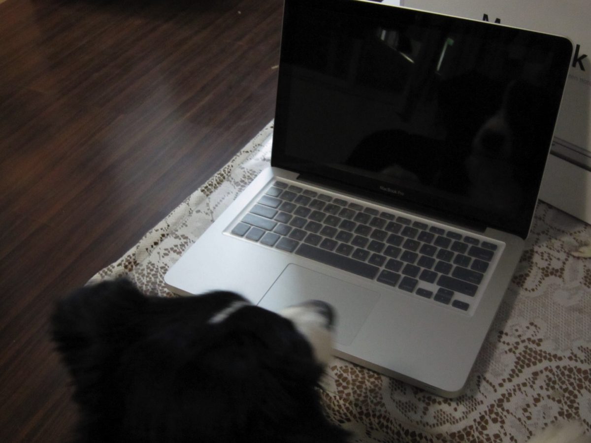 macbook-13inch-and-cute-dog.jpg