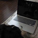 macbook-13inch-and-cute-dog.jpg