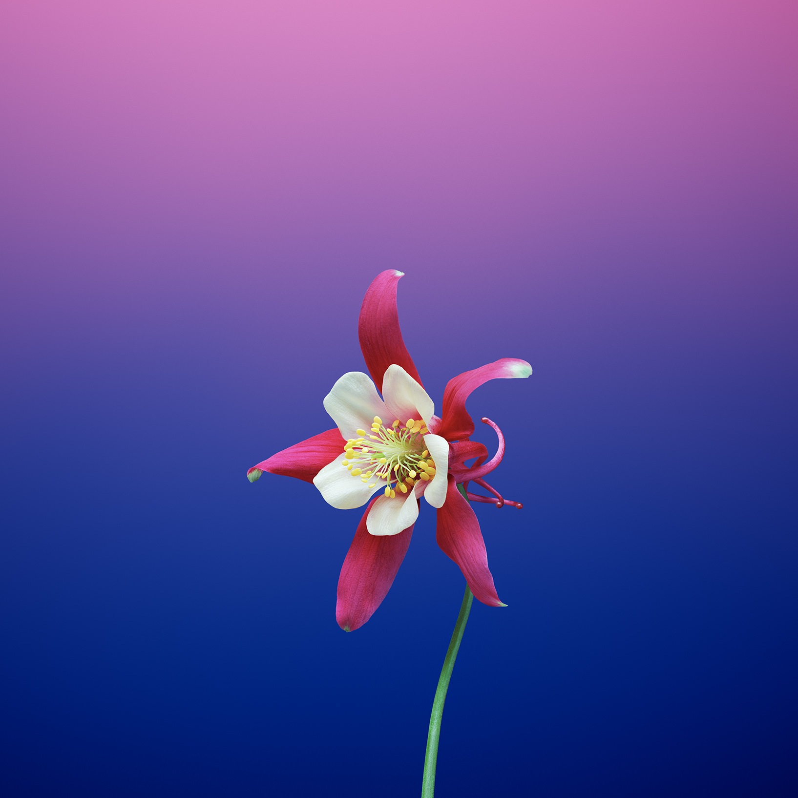 iOS_11_GM_Wallpaper_Flower_AQUILEGIA