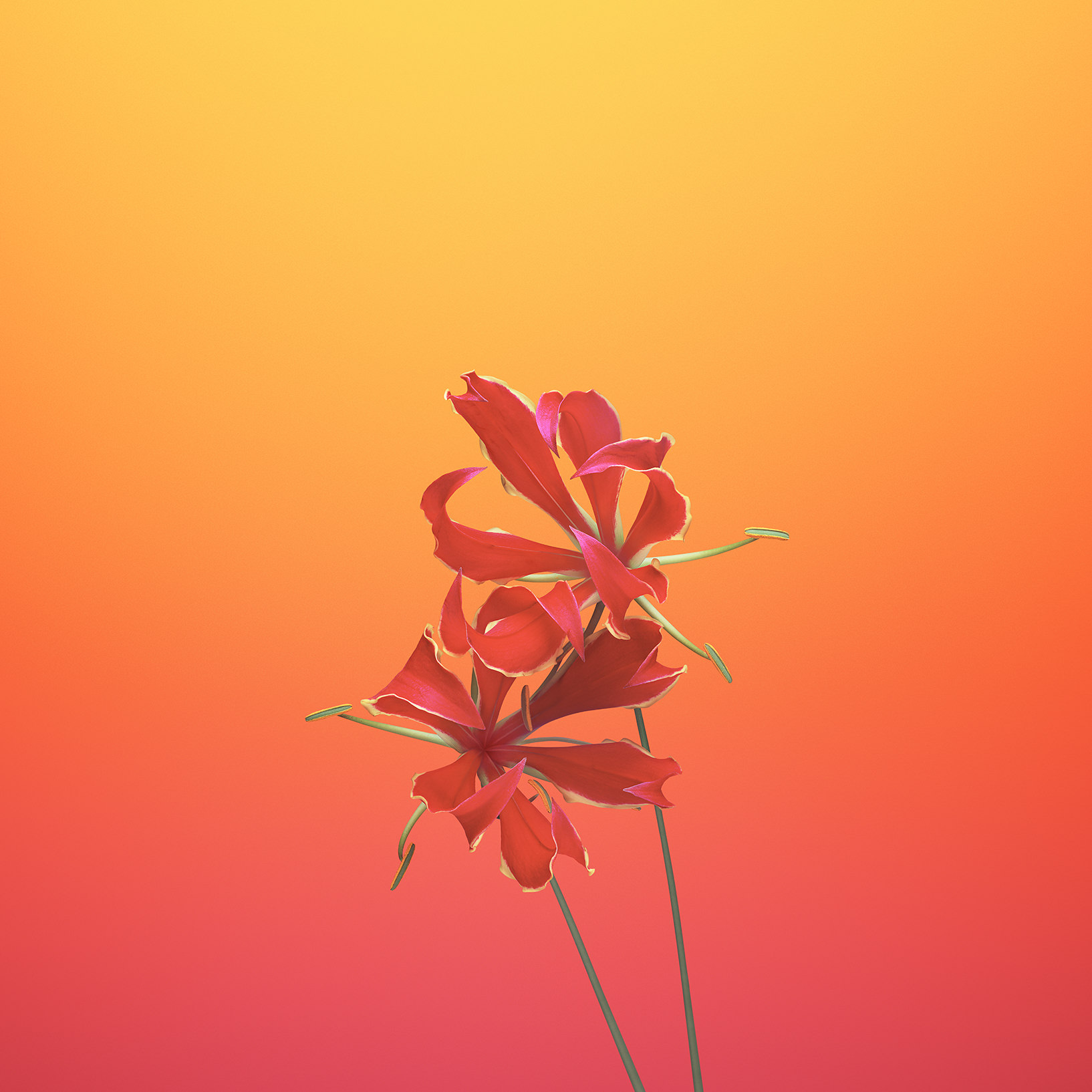 iOS_11_GM_Wallpaper_Flower_GLORIOSA