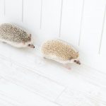 Hedgehog-Pakutaso-Photos-01